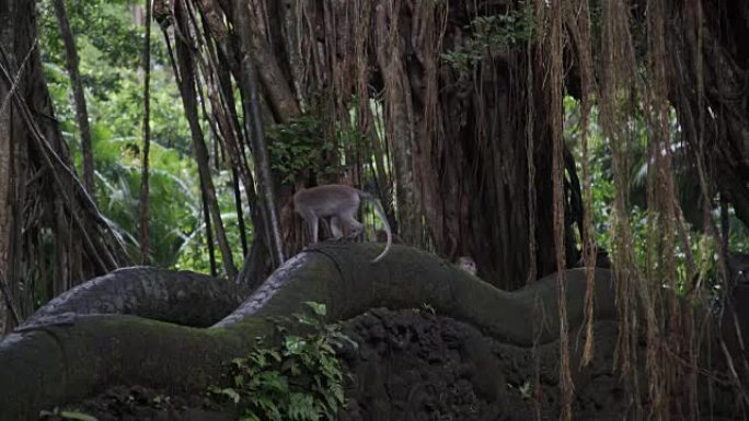 印度尼西亚巴厘岛乌布猴子森林丛林桥上的猴子