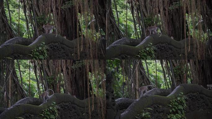 印度尼西亚巴厘岛乌布猴子森林丛林桥上的猴子