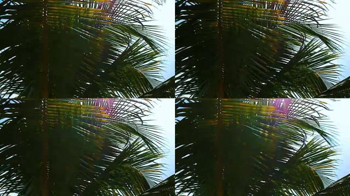 海滩上的棕榈树，炎热的夏日微风
