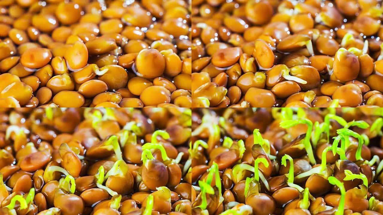 红扁豆种子发芽，用于饮食营养，延时