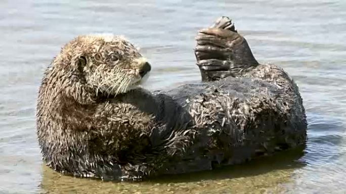 野生海獭在海湾休息的特写视频