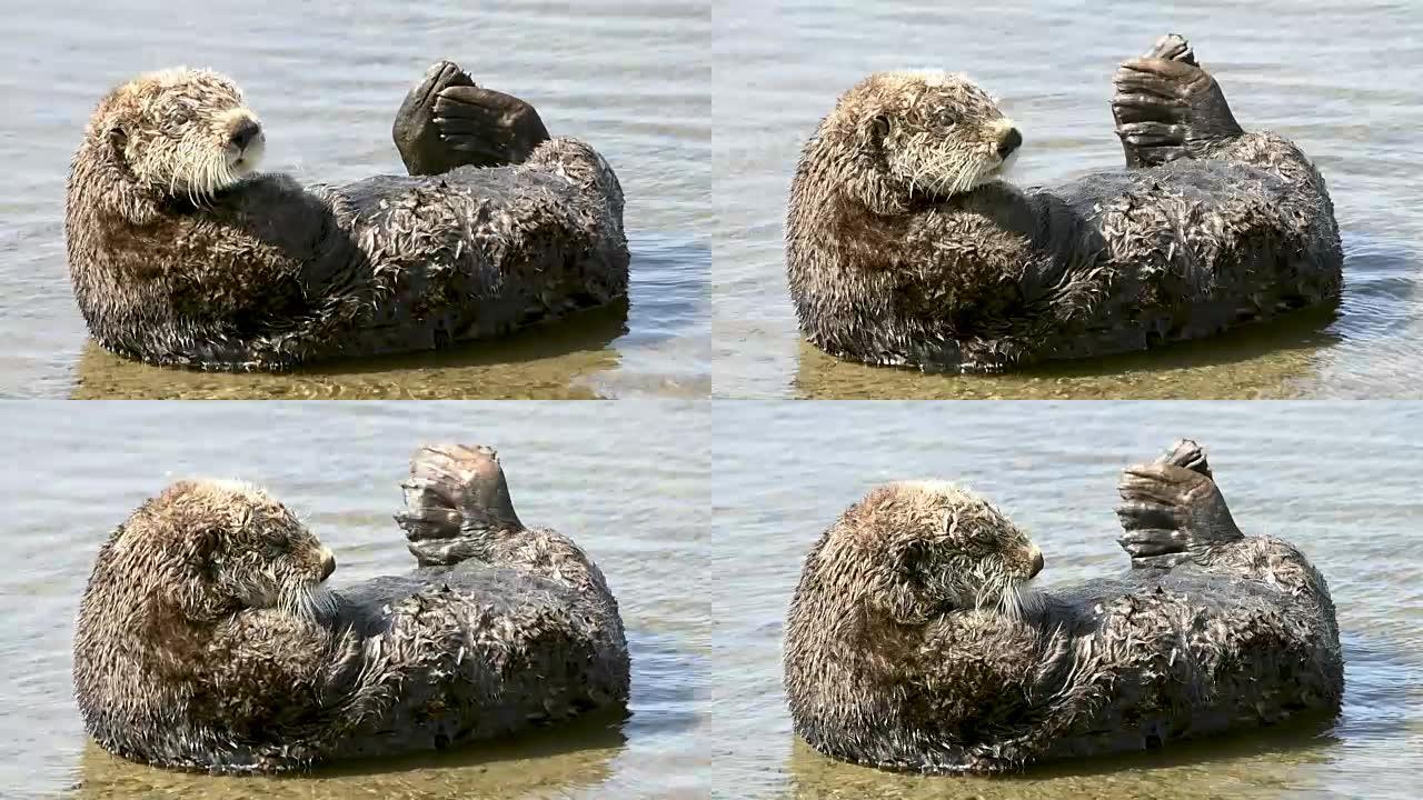 野生海獭在海湾休息的特写视频