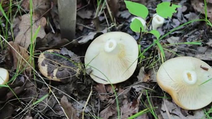 用刀切开的新鲜蘑菇躺在草地上。在绿草和干叶层下的森林中采摘蘑菇