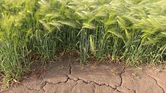 大地因干旱而裂开了小麦