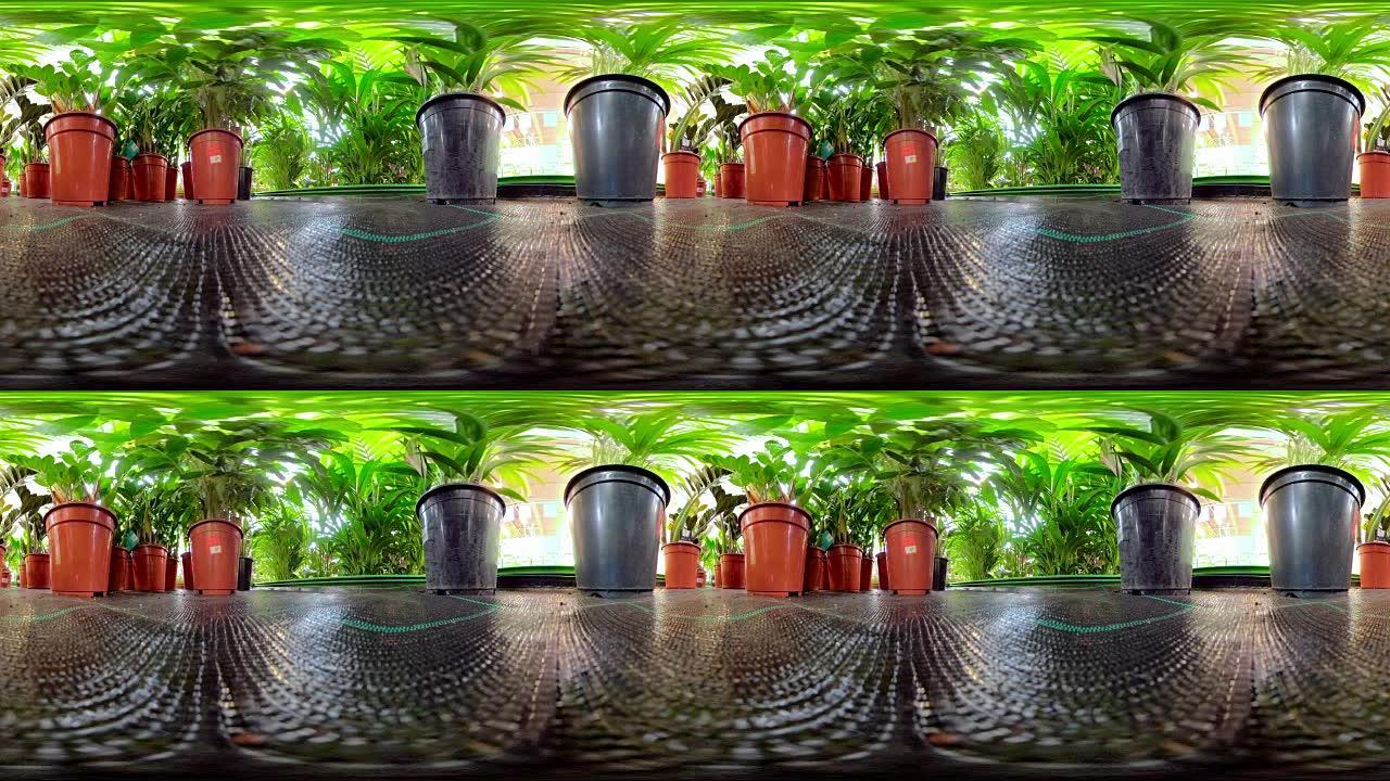 花园上的花盆里的植物360虚拟的