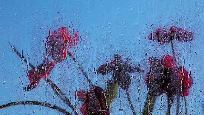 Windows春季花园兰花雨滴