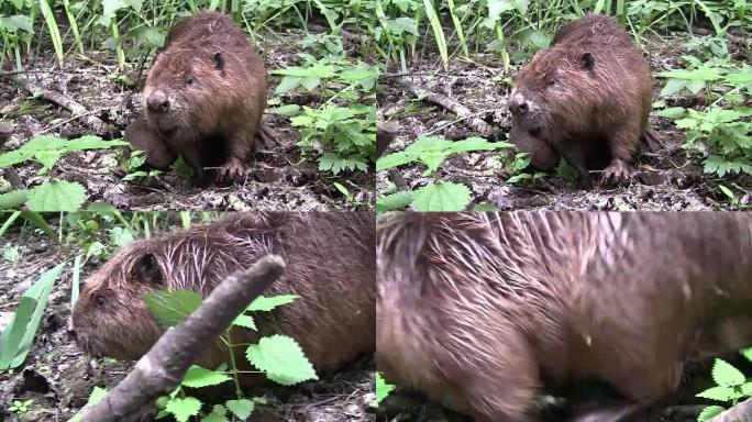 Beaver eating in natural environment