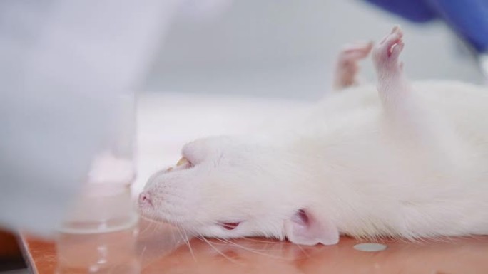 在实验室桌子上麻醉下的实验室小鼠