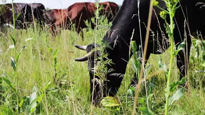 幼牛在夏天的草地上吃草，从下面穿过草