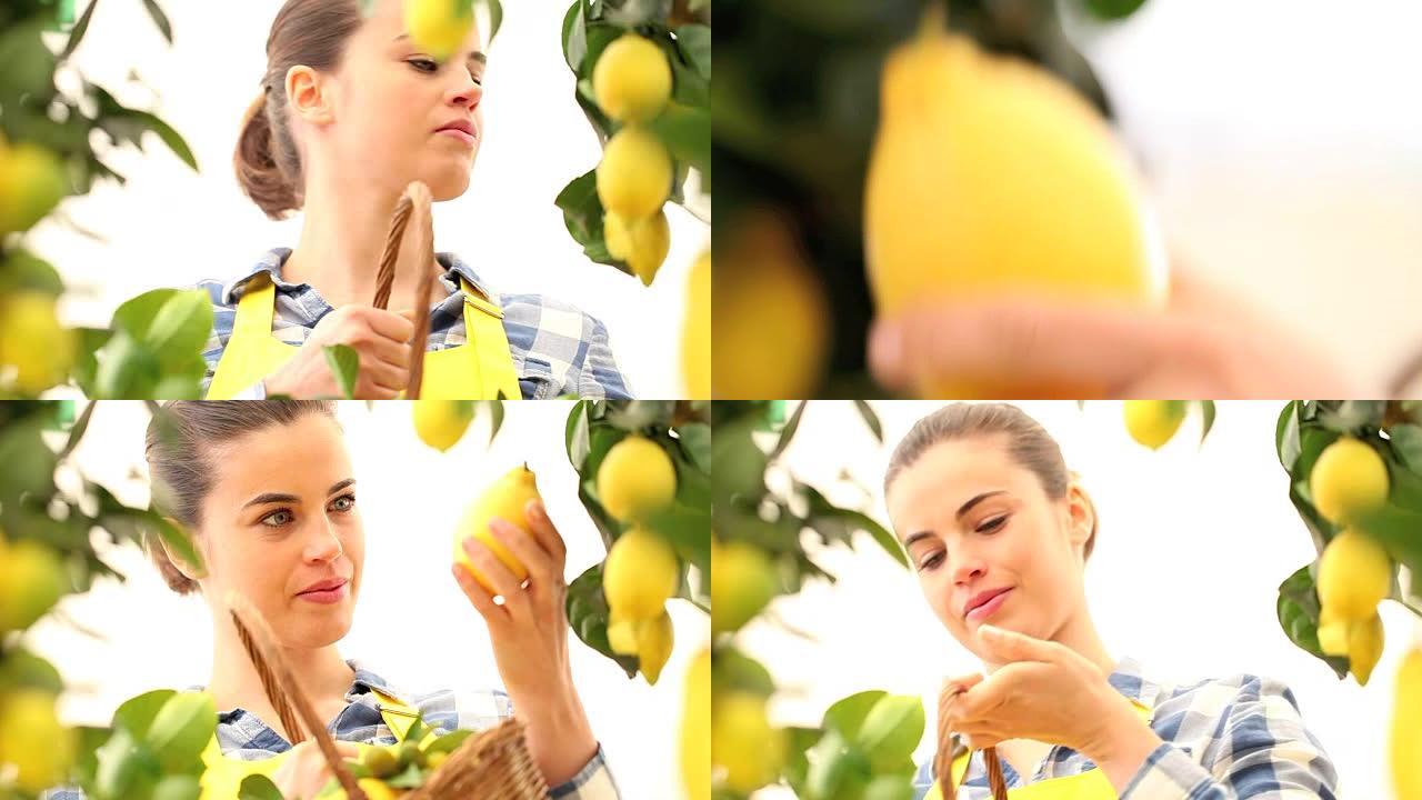 女人摘了一个柠檬，把它放在篮子柳条里