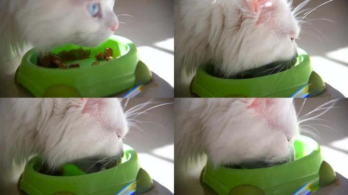 白色蓬松的猫贪婪地从碗里吃东西。