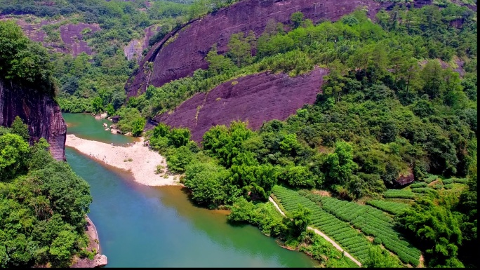 航拍武夷山九曲溪边的茶园