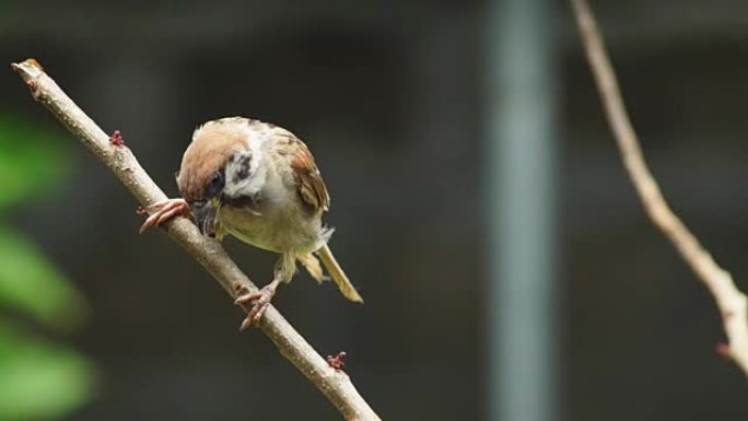 菲律宾玛雅人或欧亚树麻雀或通过人montanus perch on twig