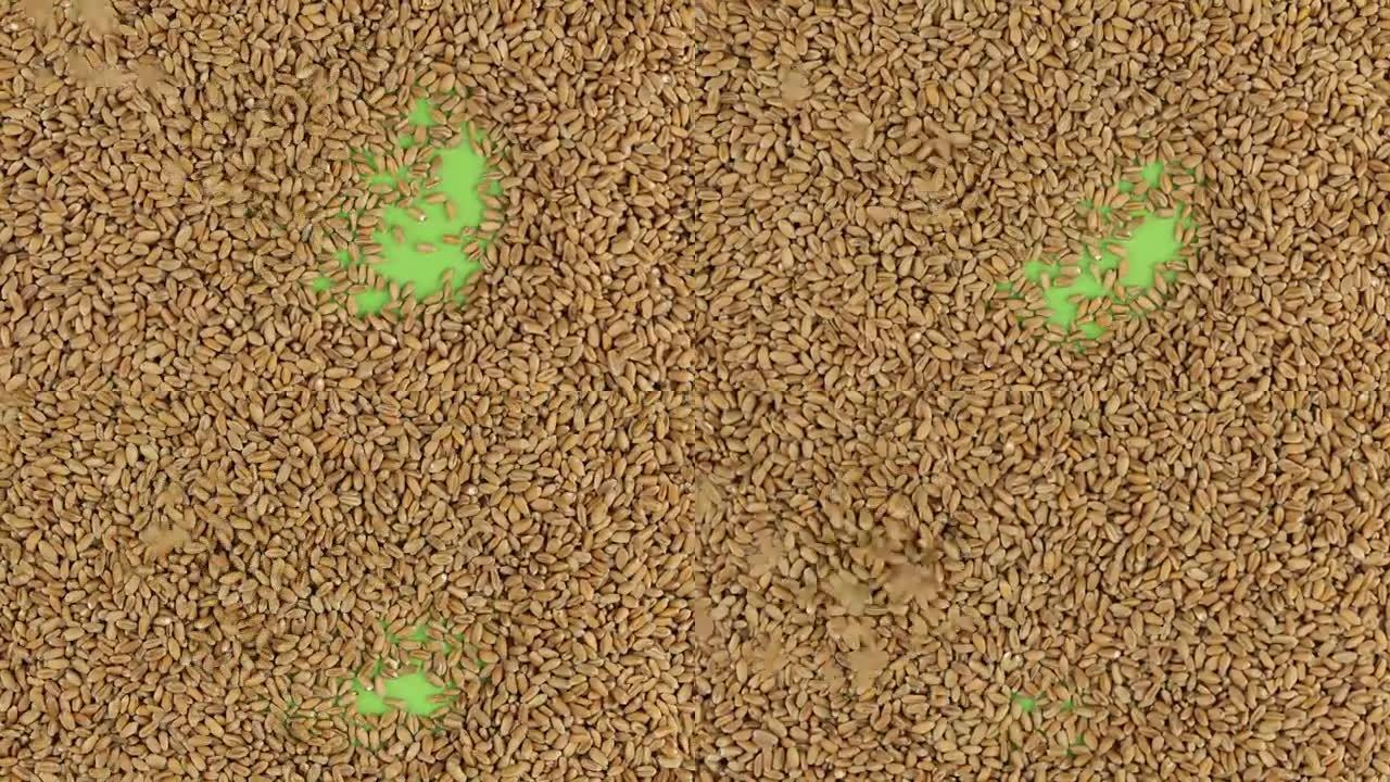 小麦谷物落在旋转的绿色屏幕上，充满了完整的小麦背景