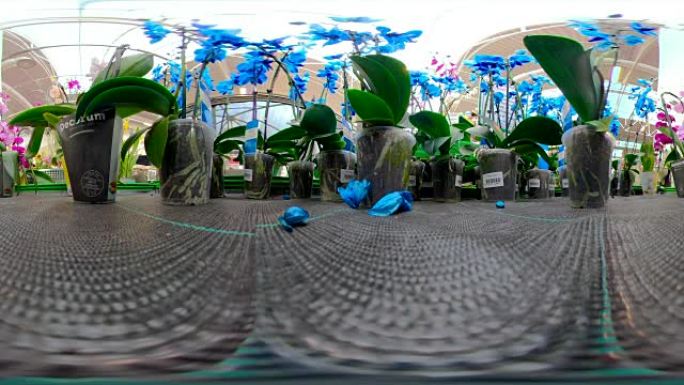 花园花盆上的蓝色花朵360虚拟