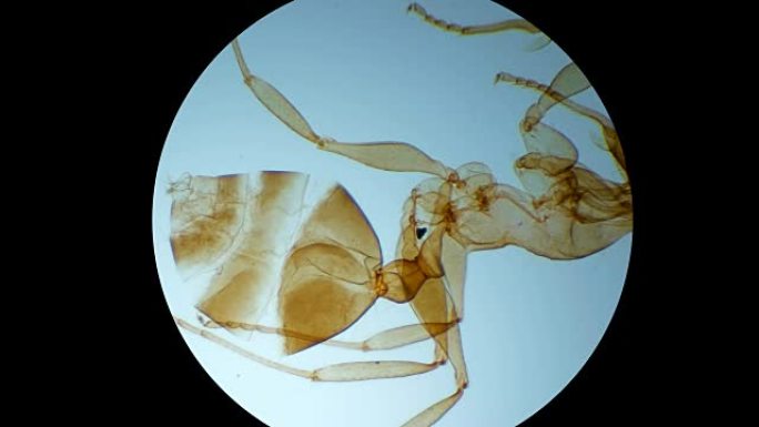 显微镜下的蚂蚁。