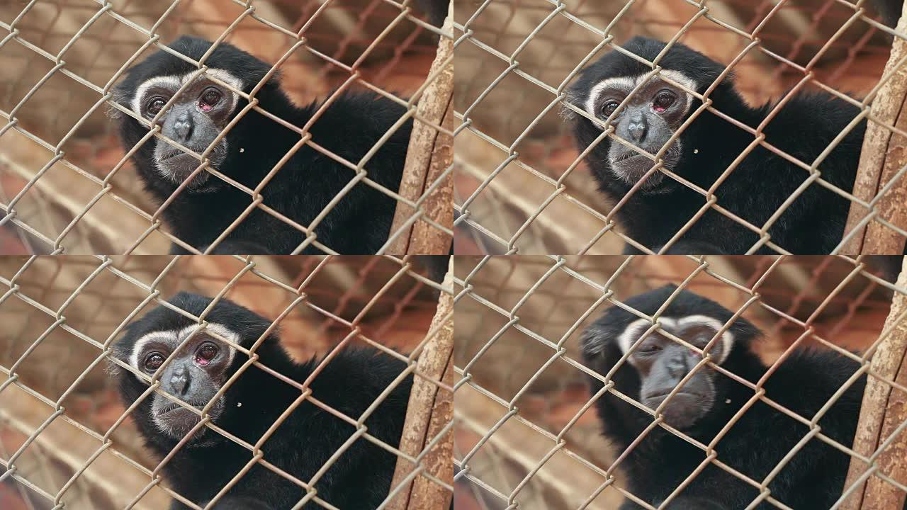 黑长臂猿早上住在动物园的笼子里。
