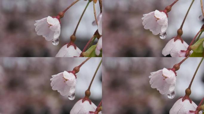 风景秀丽的日本花卉