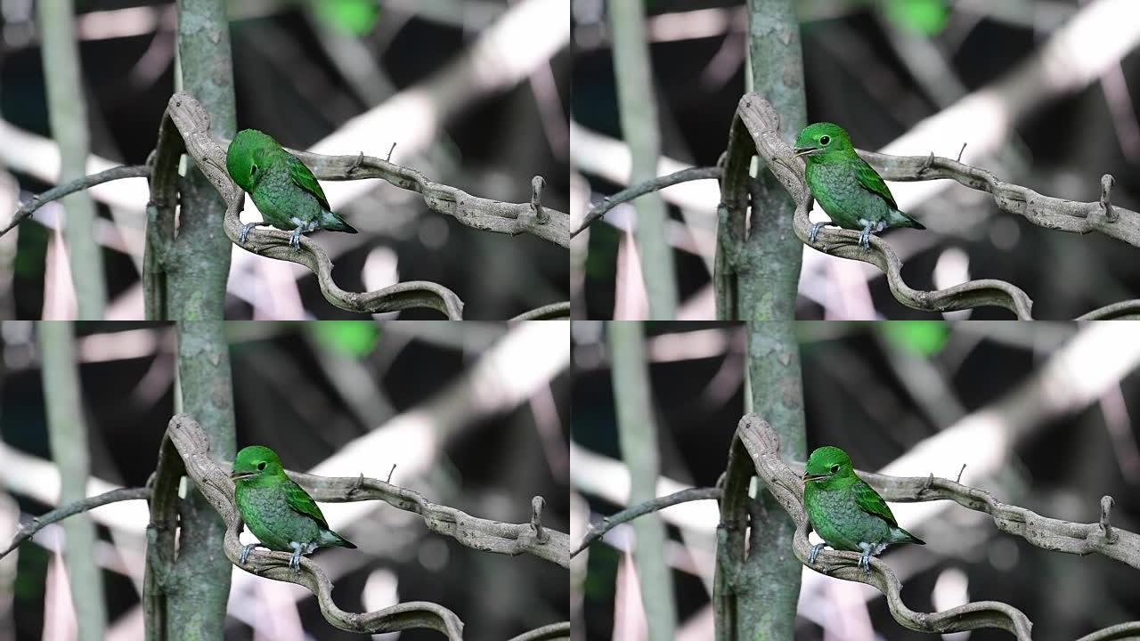 绿色宽喙鸟
