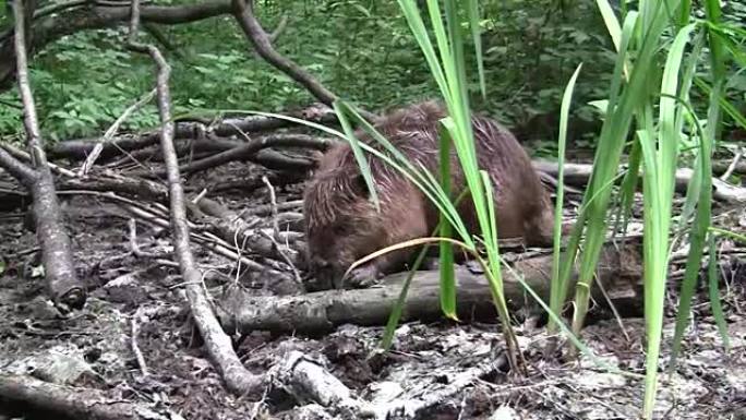 Beaver eating in natural environment