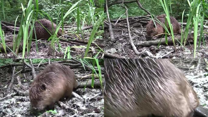 Beaver eating in natural environment