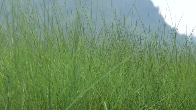 一种映山红与小草