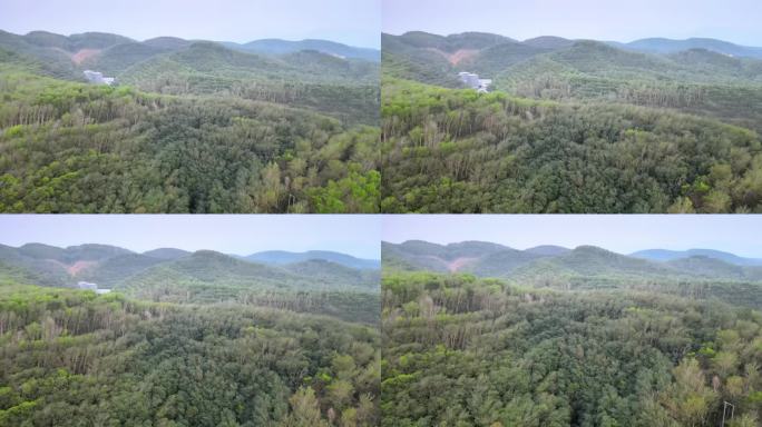 西双版纳原始森林4K航拍