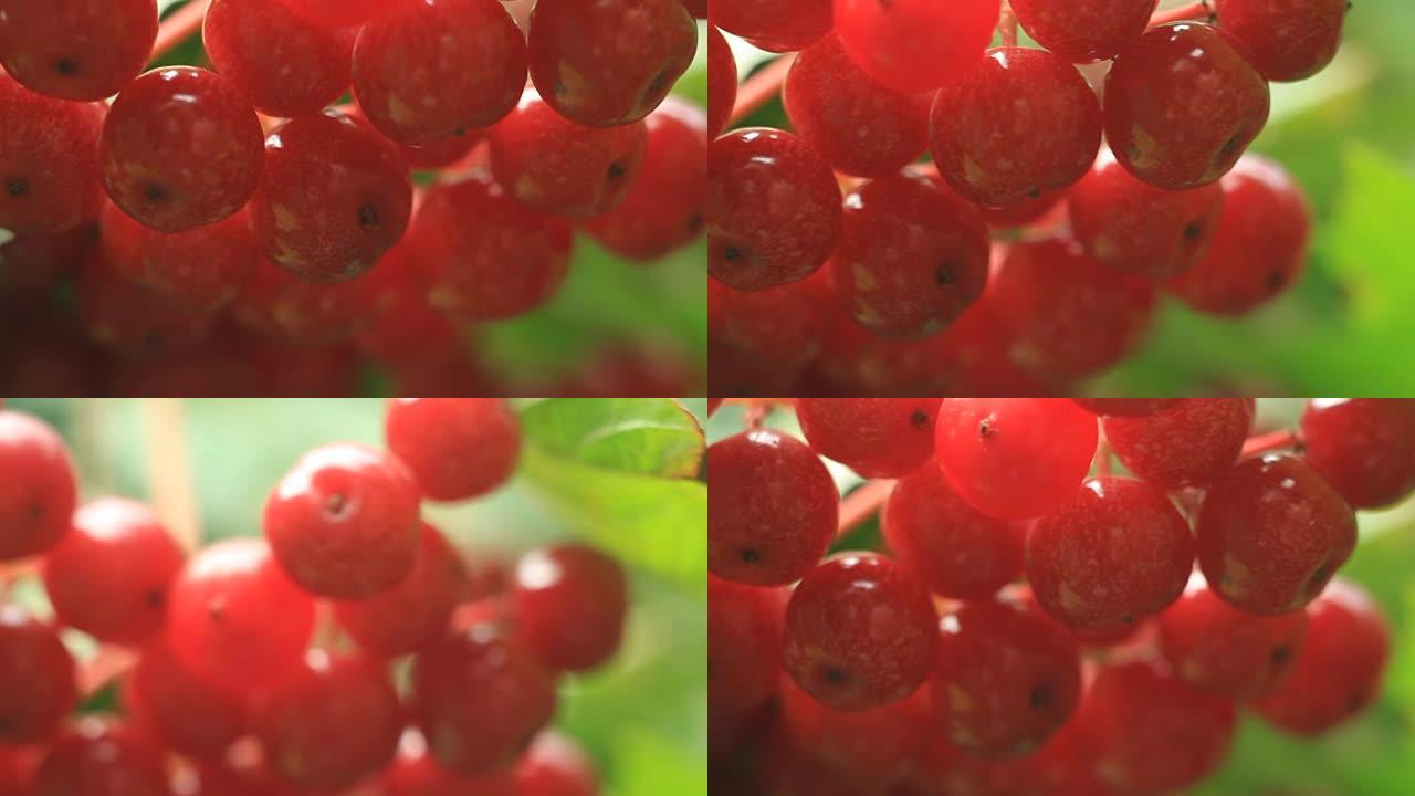 树上有红色的荚蒾浆果