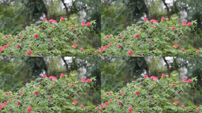 粉色粉扑花带雨