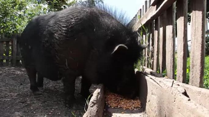 黑越南猪，休息，睡在围栏里，在一个阳光明媚的日子，大，粗的黑猪，家庭