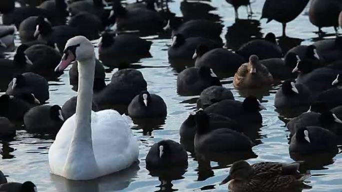 冬季湖，有许多黑色的白天鹅和白天鹅。