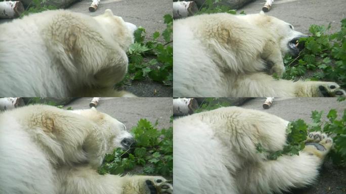 高清北极熊分支