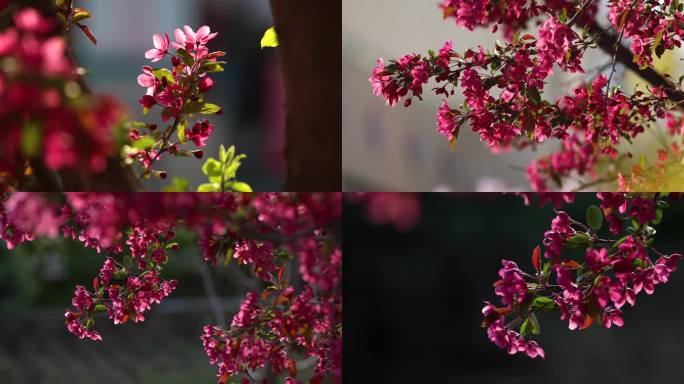 春天海棠花盛开