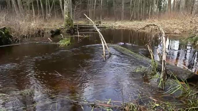 森林里的河水流动。池塘的湿地