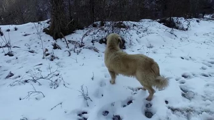 猎狗在雪地上漫步