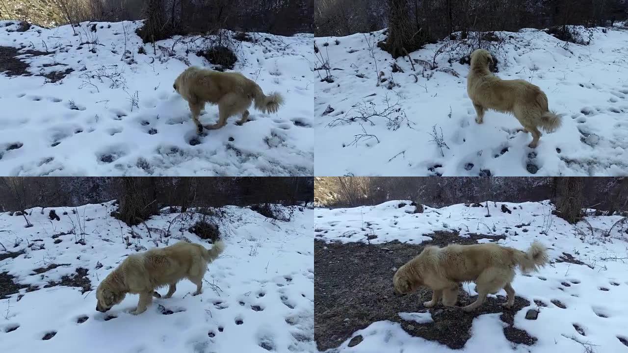 猎狗在雪地上漫步
