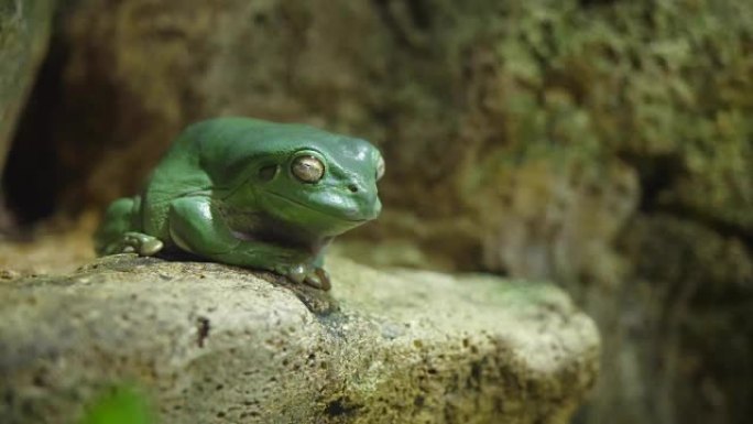 绿树蛙睡在石头上。青蛙在动物园的水族馆里睡觉，青蛙谦卑地睡觉