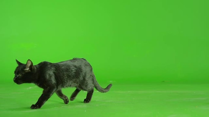 黑猫走在绿屏上。慢动作。