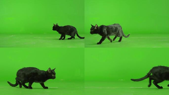 黑猫走在绿屏上。慢动作。
