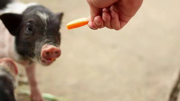 小猪吃游客的食物，游客的饲料，蔬菜。