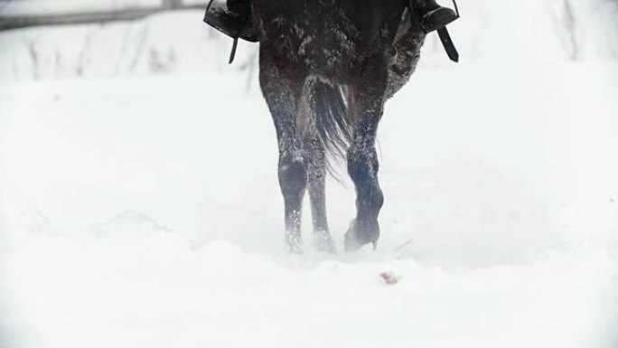 Equestrian sport - legs of horse with rider walkin