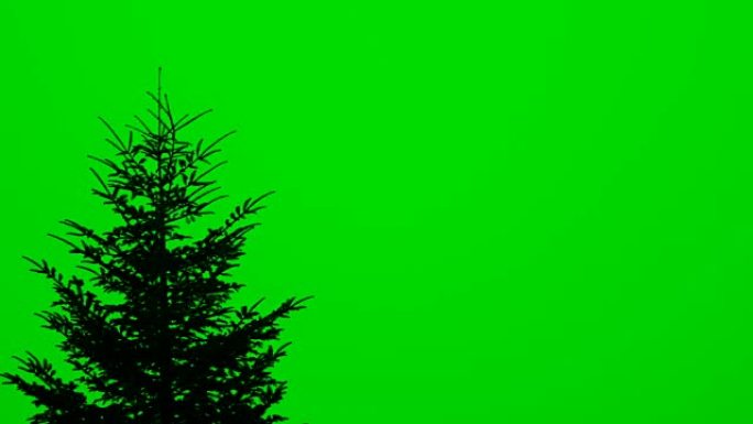 绿色屏幕上的一棵高枞树的顶部