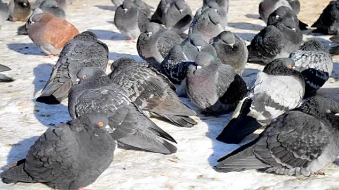 许多灰鸽子坐在地板上晒太阳