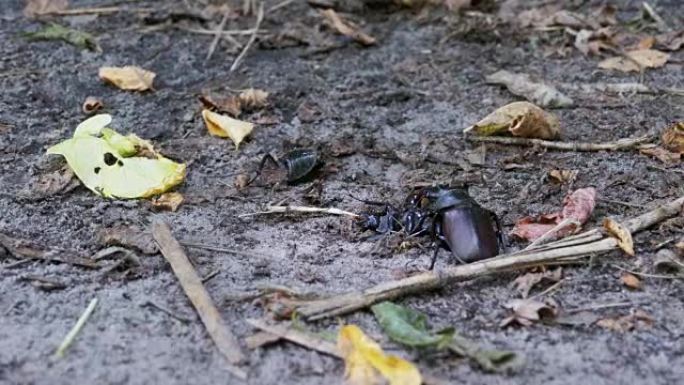 鹿甲虫鹿沿着地面推一只被压碎的死甲虫