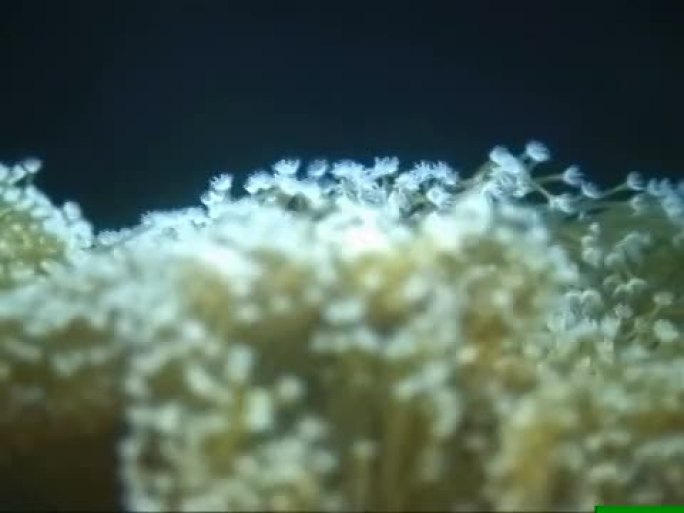 柔软的珊瑚看起来像花朵