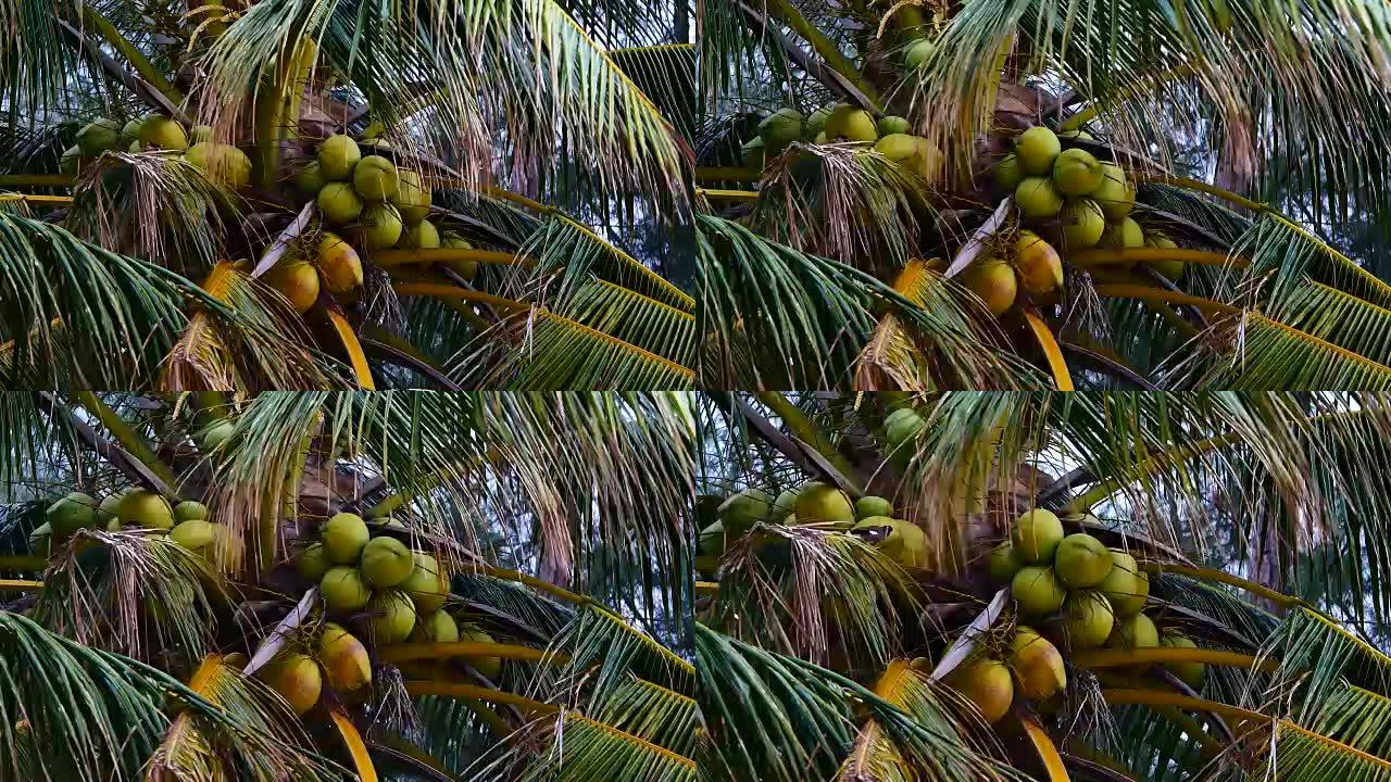 放大椰子树下的镜头。椰子树上的椰子生长在岛上，海上的风吹动着椰子树的叶子。