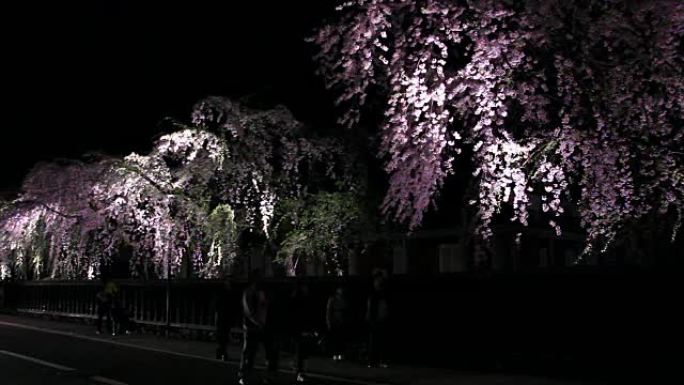 日本秋田角果馆樱花