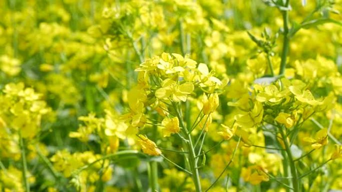 韩国庆山在田里摇曳油菜花