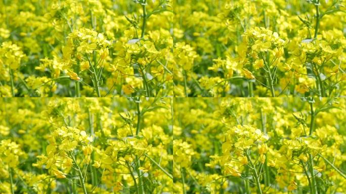 韩国庆山在田里摇曳油菜花