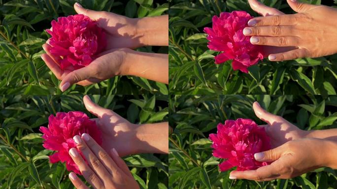 女人的特写手握在手掌上，亲切地触摸手指红花